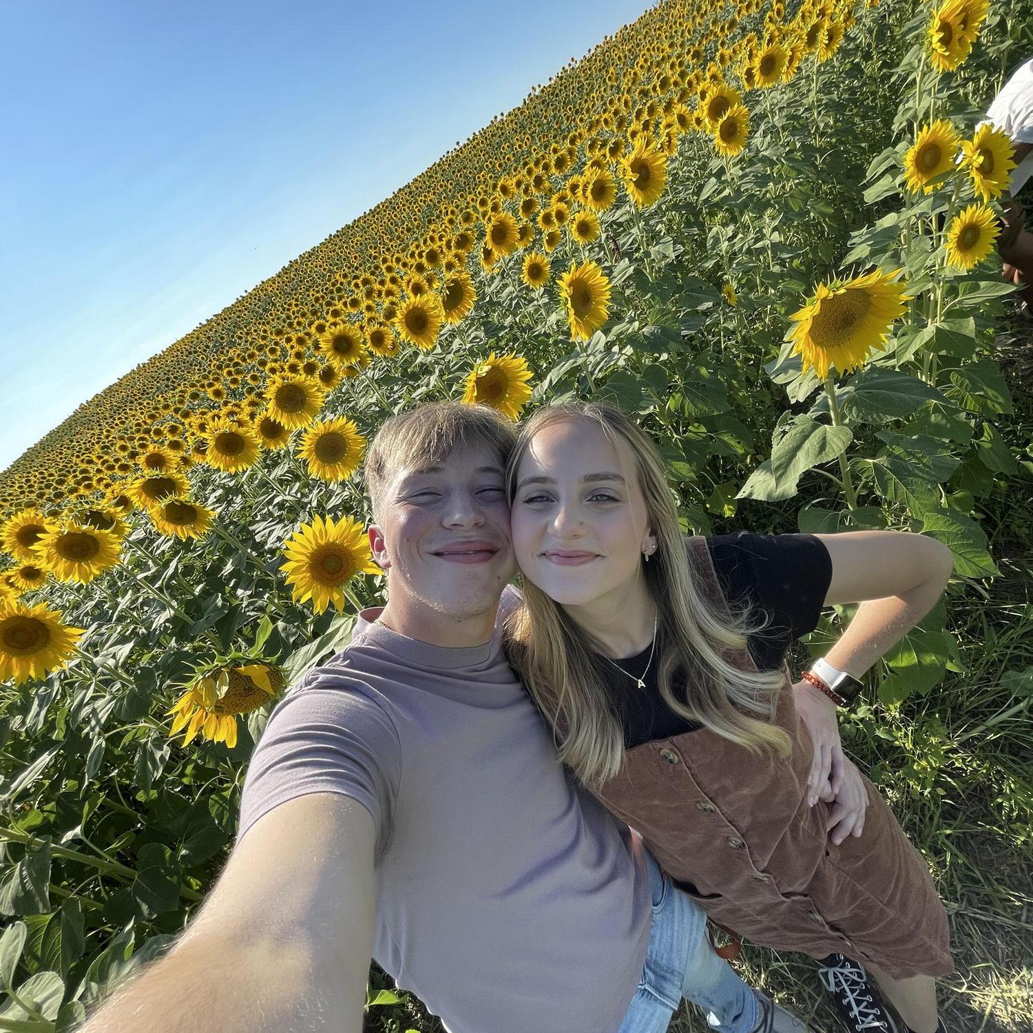 Sunflower field - 2023