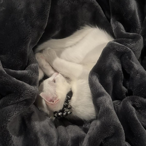 Our New Kitten