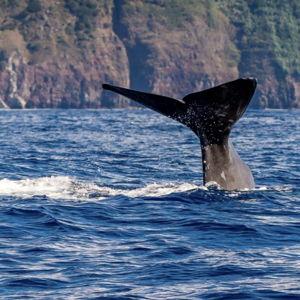 Whale Watching Tour