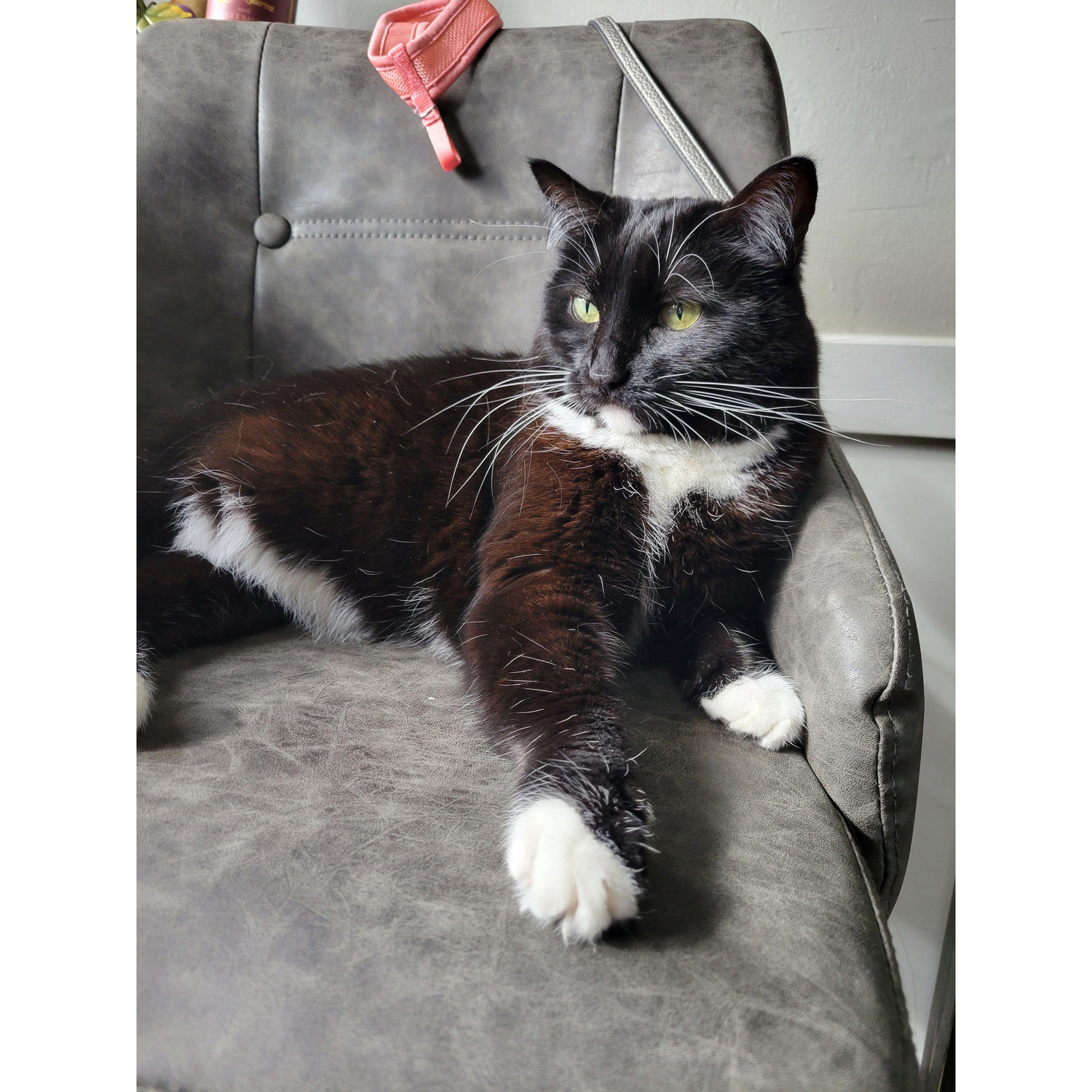 Family Member #3 - Tuxey