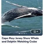 Cape May: Jersey Shore Whale and Dolphin Watching Cruise