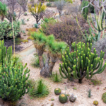 Jardín Etnobotánico de Oaxaca