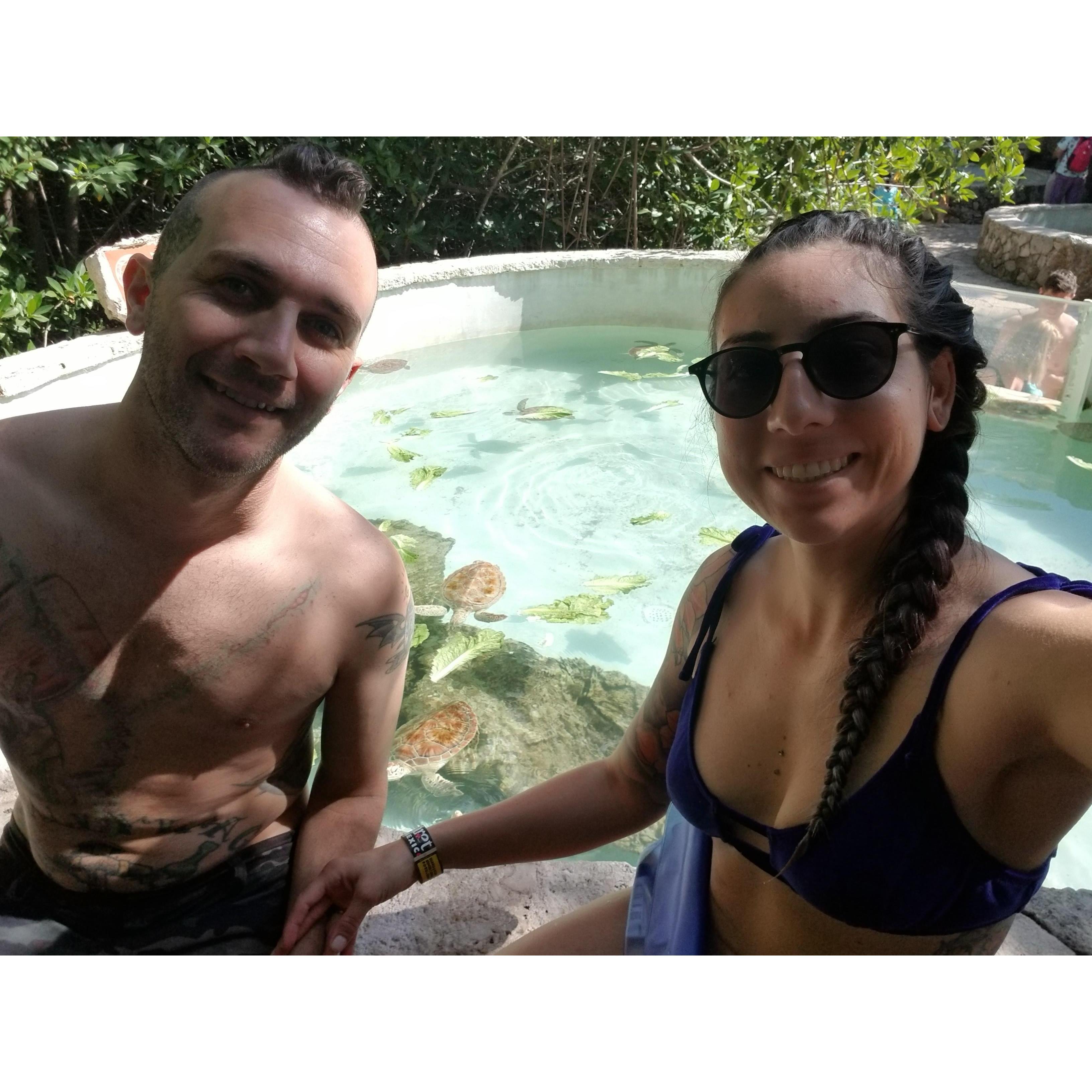 baby turtles in Playa Del Carmen