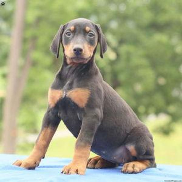 Our New Puppy Fund