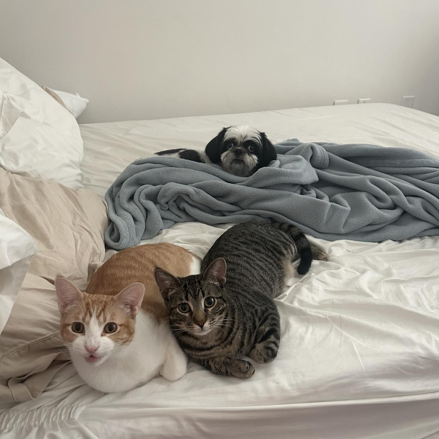 Our babies: Paxton, Archie, and Miso