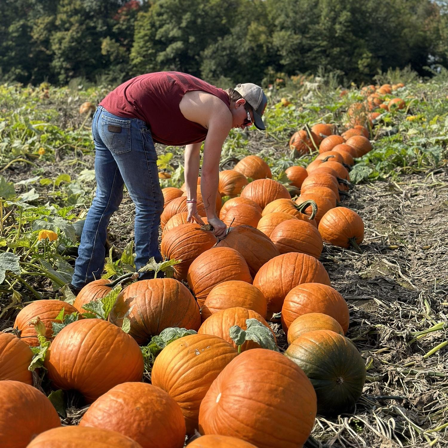2nd Halloween-Pumpkin picking at Uncle Kenny’s