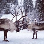 Reindeer Farm