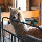 Island Alpaca Company