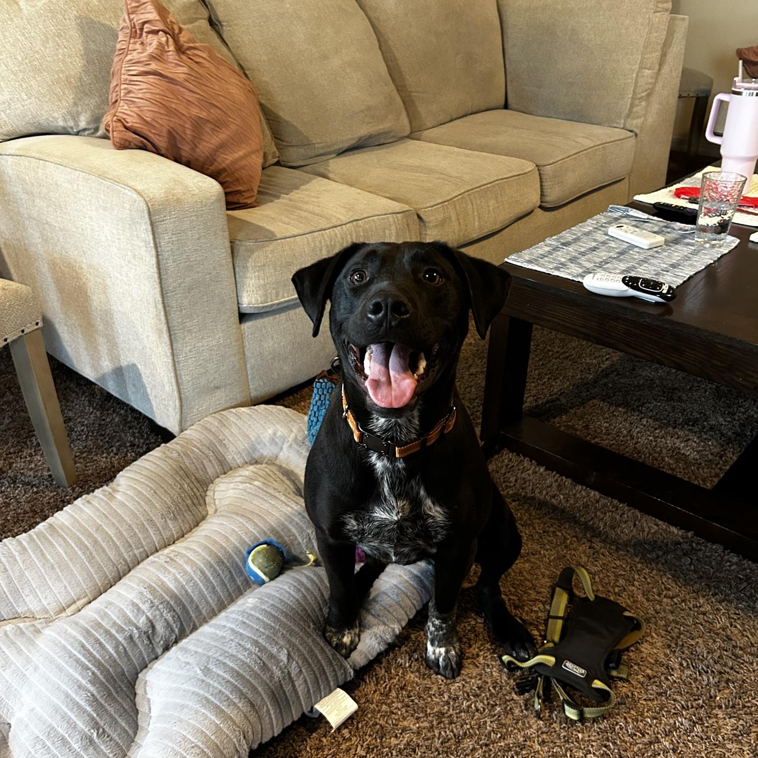 Beaux fue adoptado! 🐶 Febrero 2024