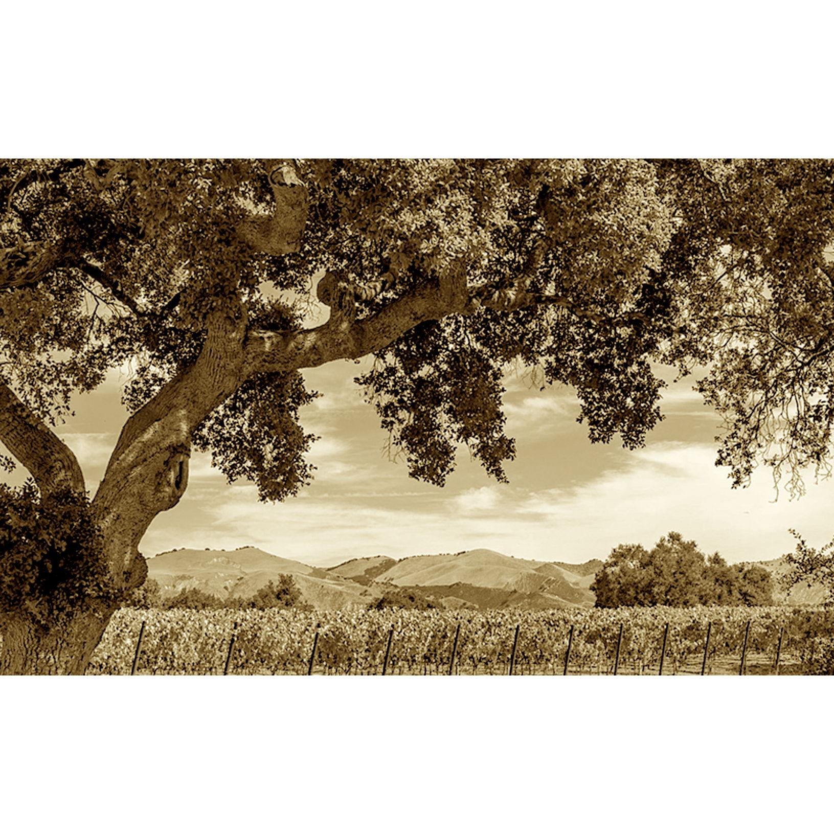 Our wedding ceremony will take place under this Oak Tree at Zaca Mesa Winery.