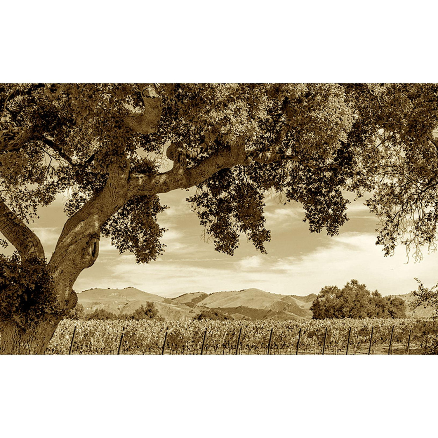 Our wedding ceremony will take place under this Oak Tree at Zaca Mesa Winery.