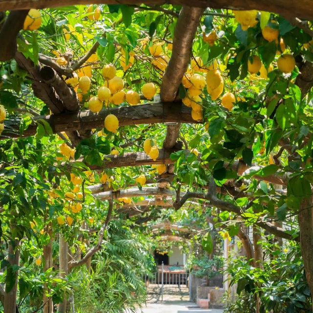 Amalfi Lemon Tour & Tasting