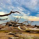 Big Talbot Island Boneyard Beach