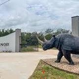 Rhinory