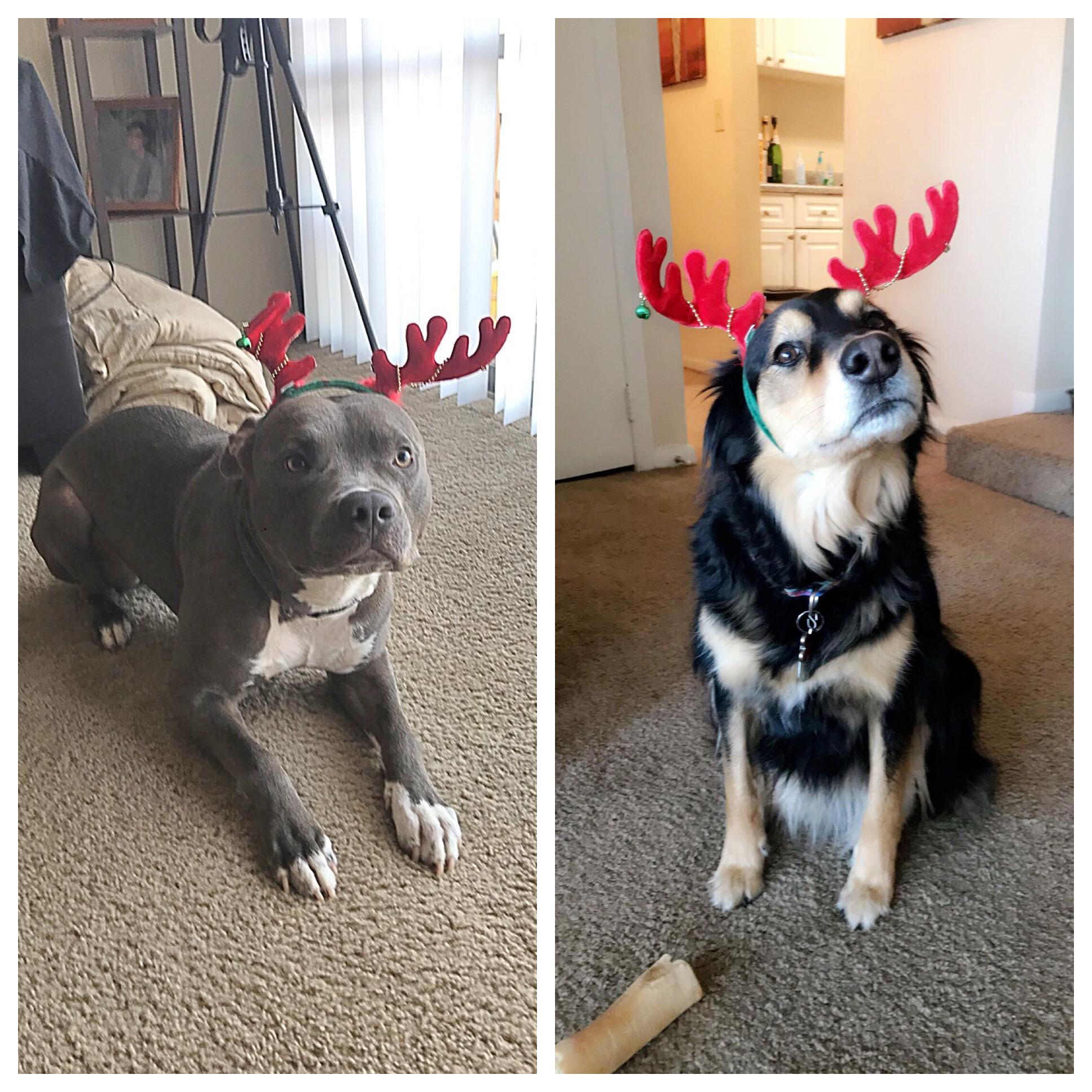 Pup's Christmas!