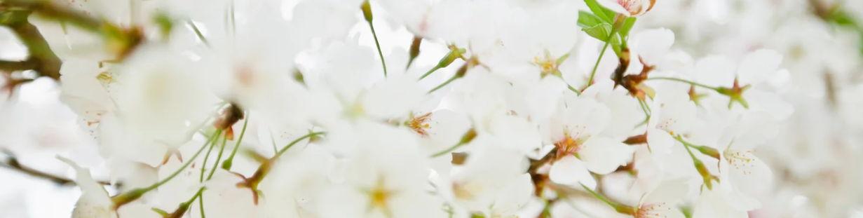 The Wedding Website of Samantha Vaughn and Nathan Martin
