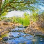 Riparian Preserve at Water Ranch