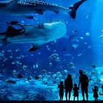Georgia Aquarium