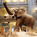 Smithsonian National Museum of Natural History