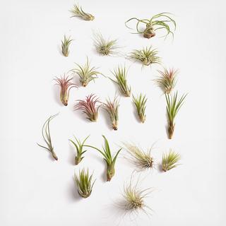 20-Piece Assorted Air Plant Collection