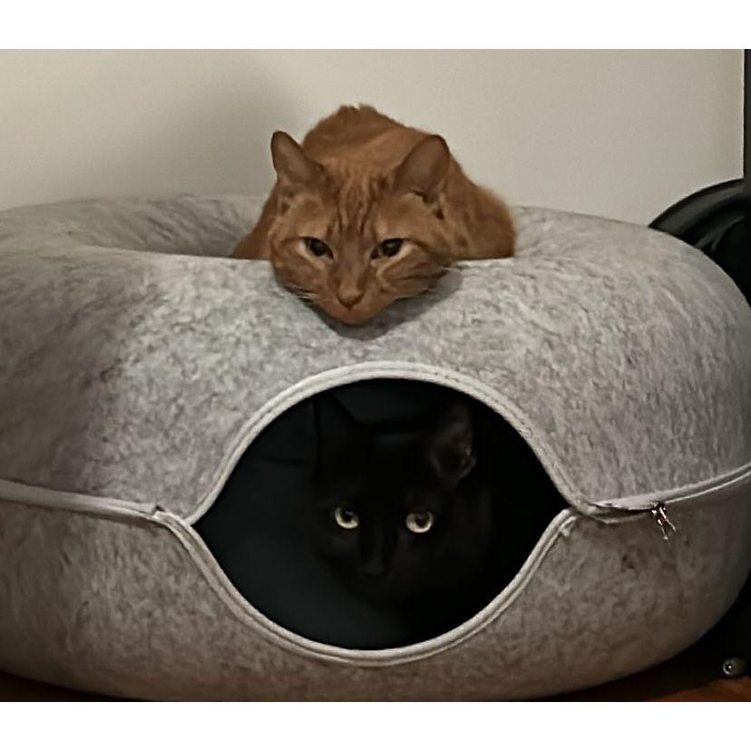 Big cat and little cat are sad they can't come :(