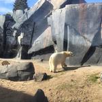 Saint Louis Zoo