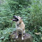 Alsea Falls Recreational Site