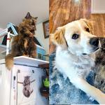 Take Asimov for a walk! Give Juniper a pet!