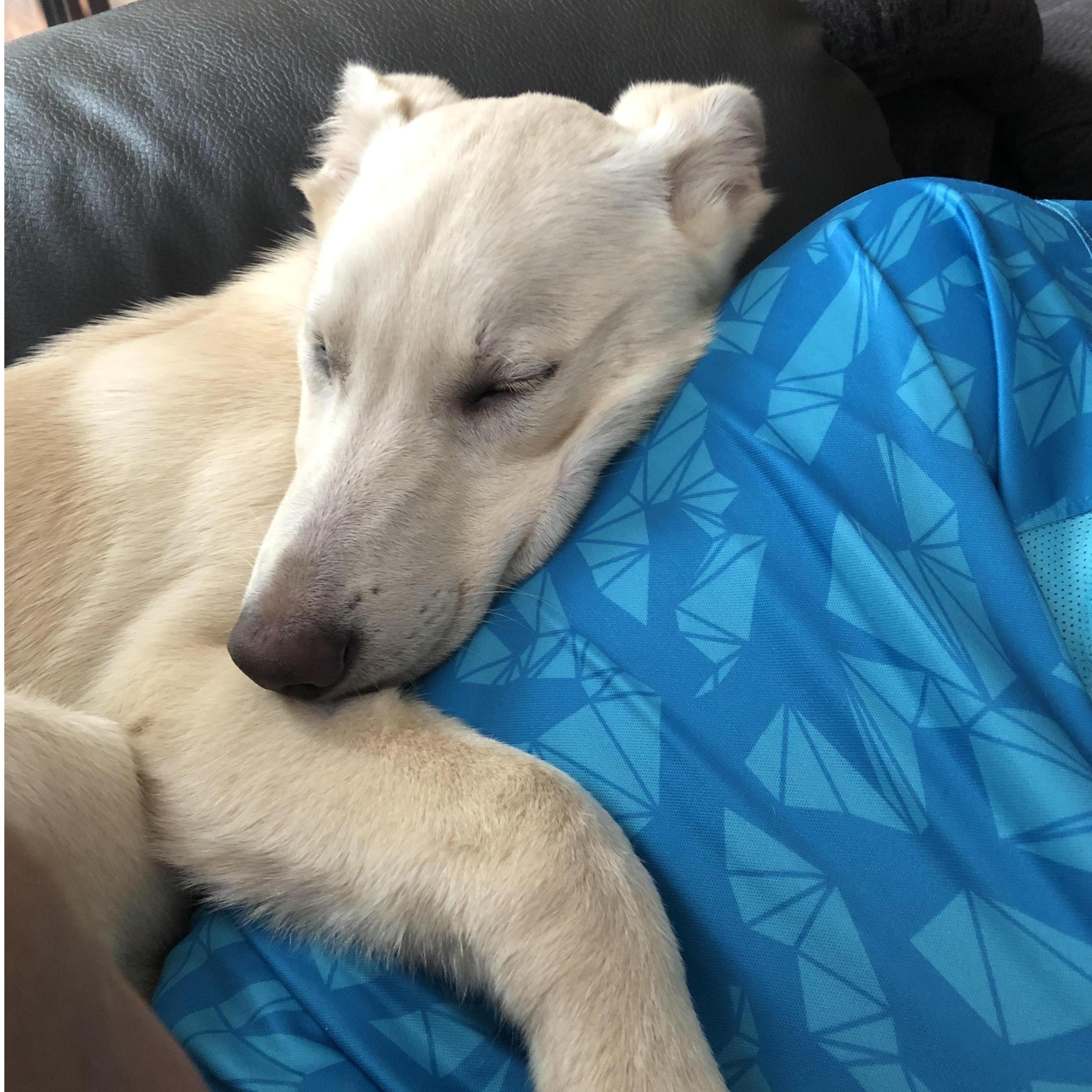 Our noodle, Tahoe, snuggling Jason. (May 2019)