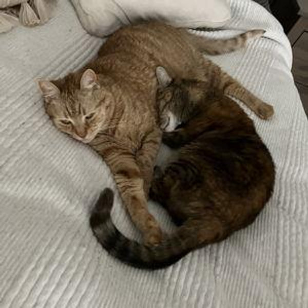 Cat's Sitting