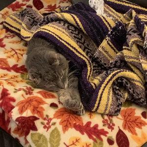 Cat Fund