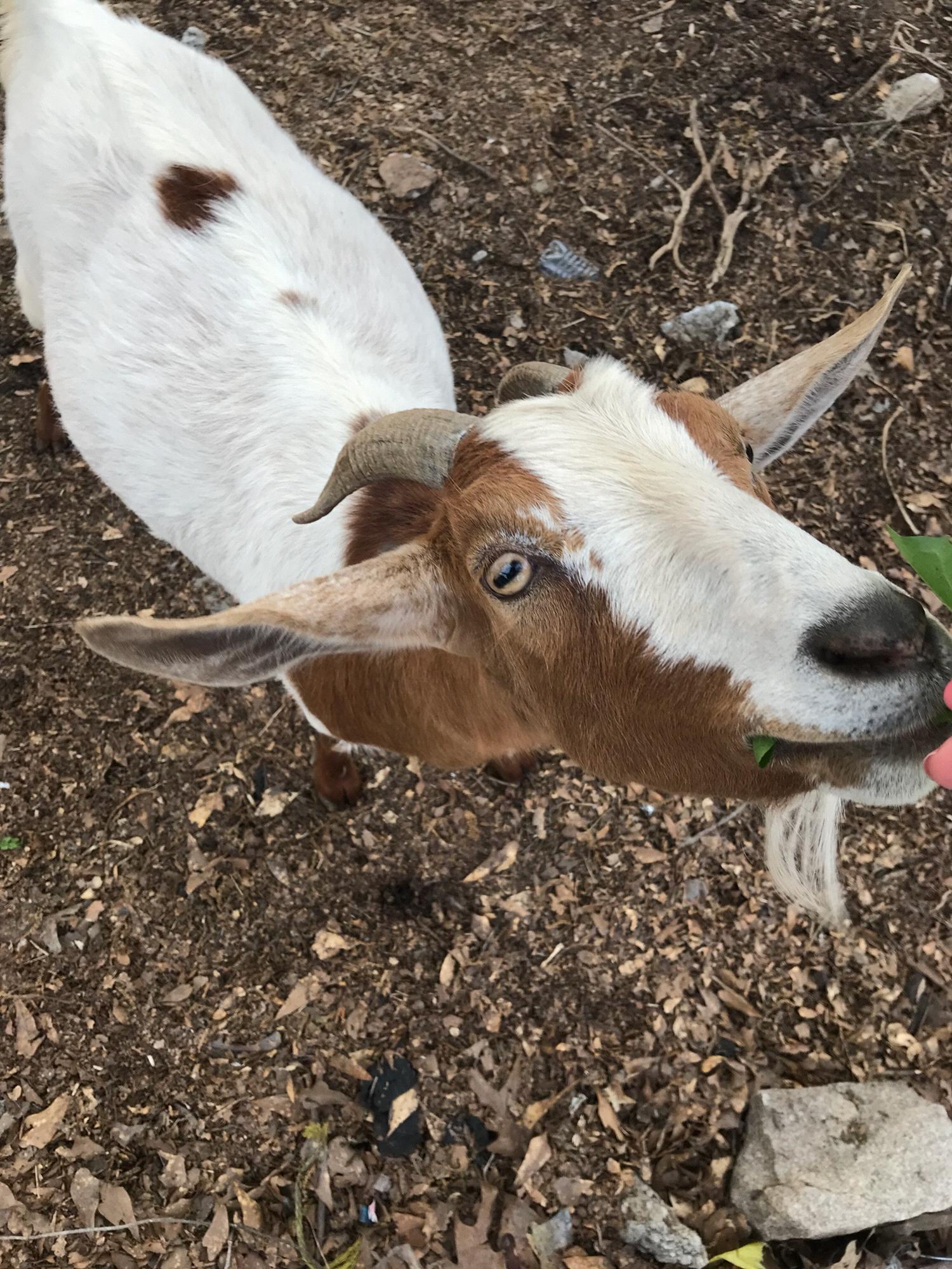 The East Lake goats!