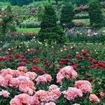 International Rose Test Garden