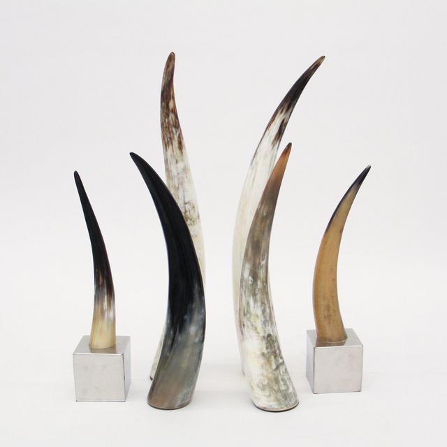 Polished Yak Horn Large