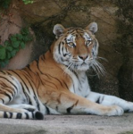 Lincoln Park Zoo & Conservatory