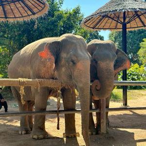 Visiting An Elephant Sanctuary