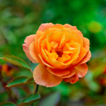 Columbus Park of Roses