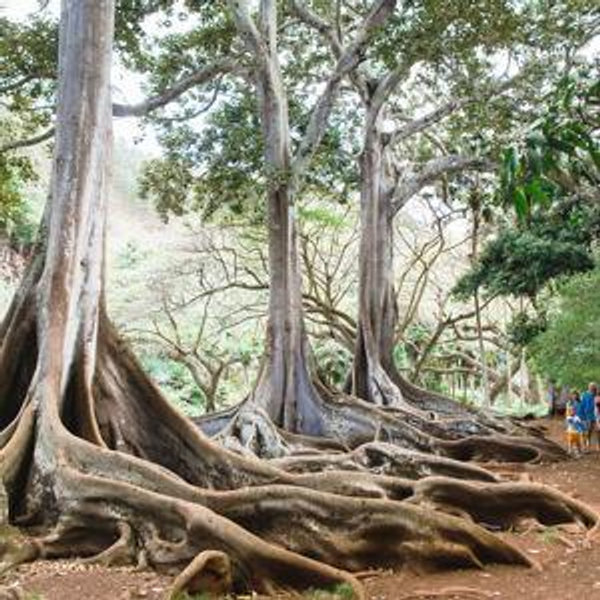 Hawaiian Botanical Gardens