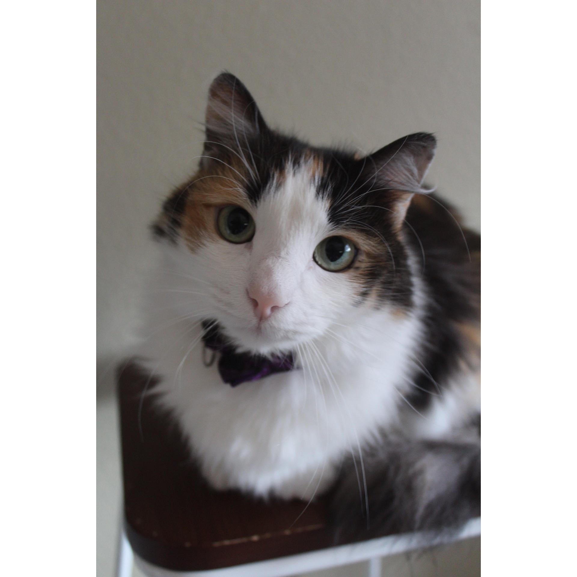 This is Tazz- our beautiful Calico.