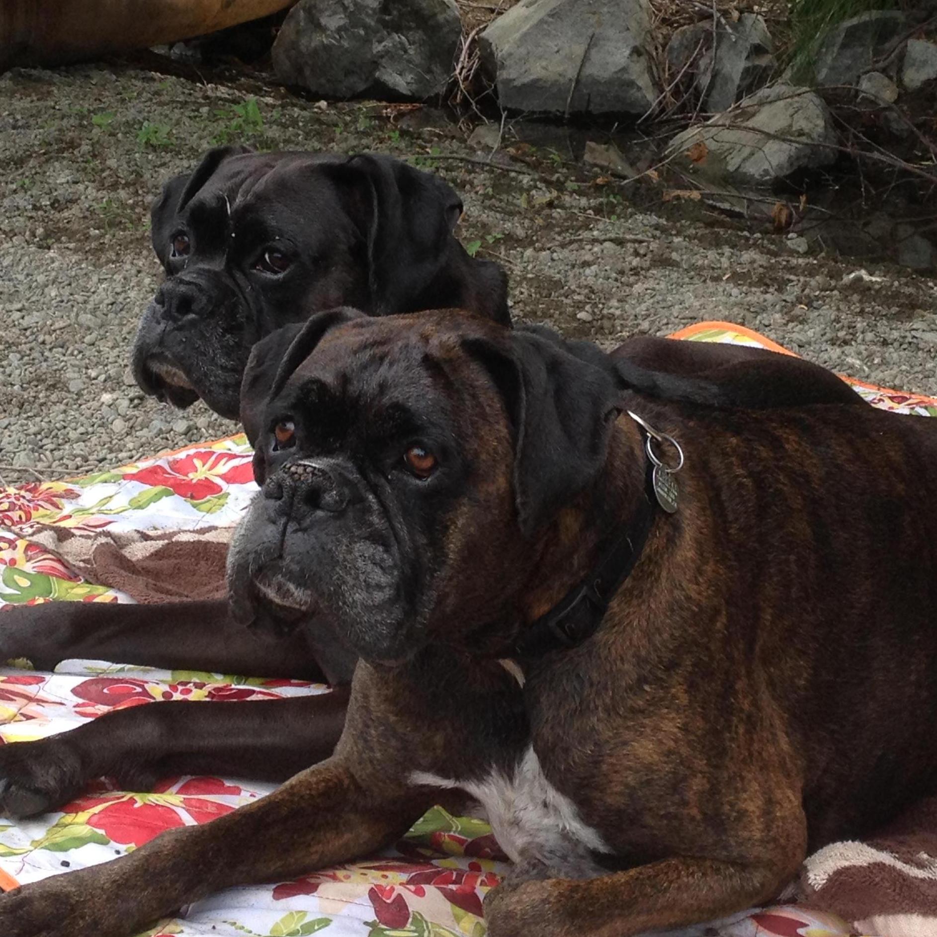River day with the boys - Mickey & Bogey - June 2014