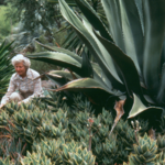 The Ruth Bancroft Garden & Nursery