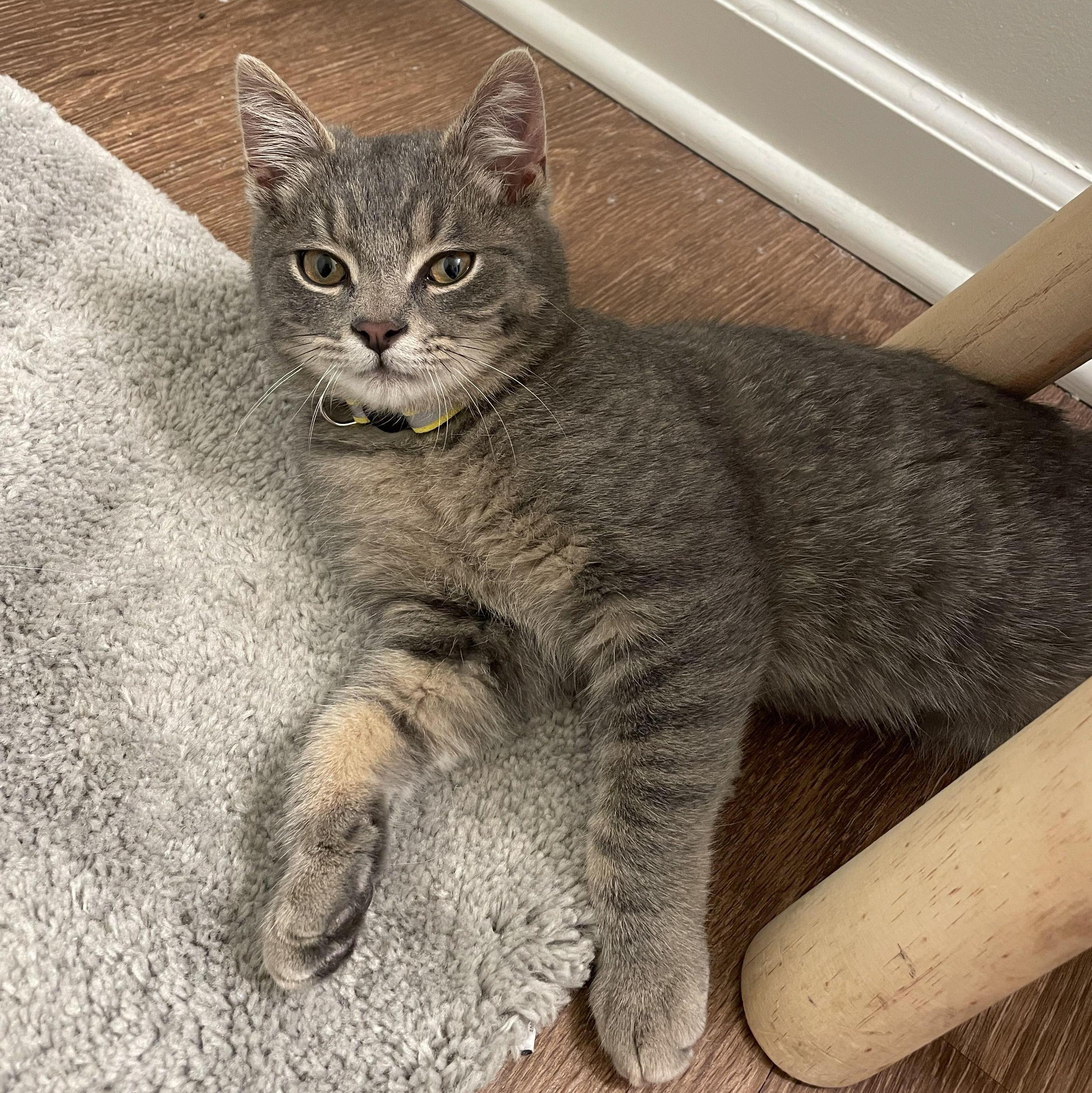 Murphy's Gotcha Day | Blacksburg, VA (2022)