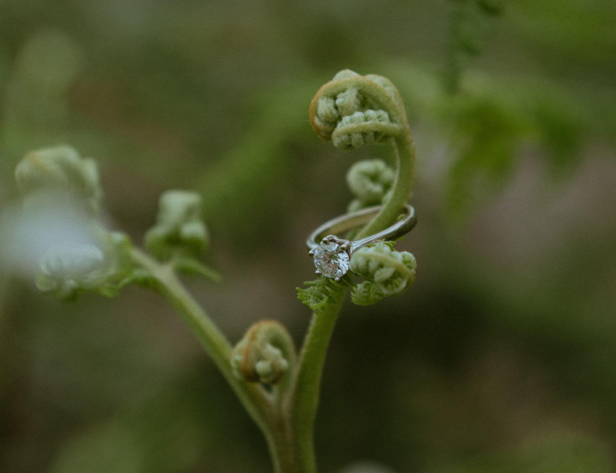 The Wedding Website of Ethan Matthew and Ivanya Govender