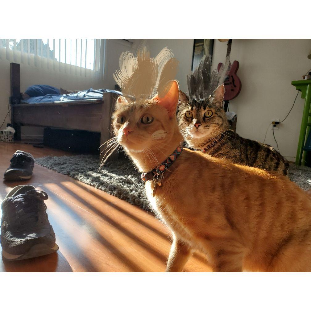 First time watching the cats