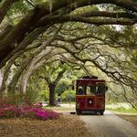 Charleston Tea Garden