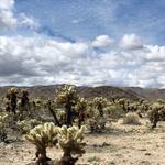 Joshua Tree National Park