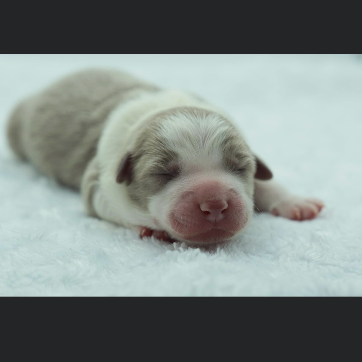 We made the decision to get a puppy and this is the first picture we saw of Moose!