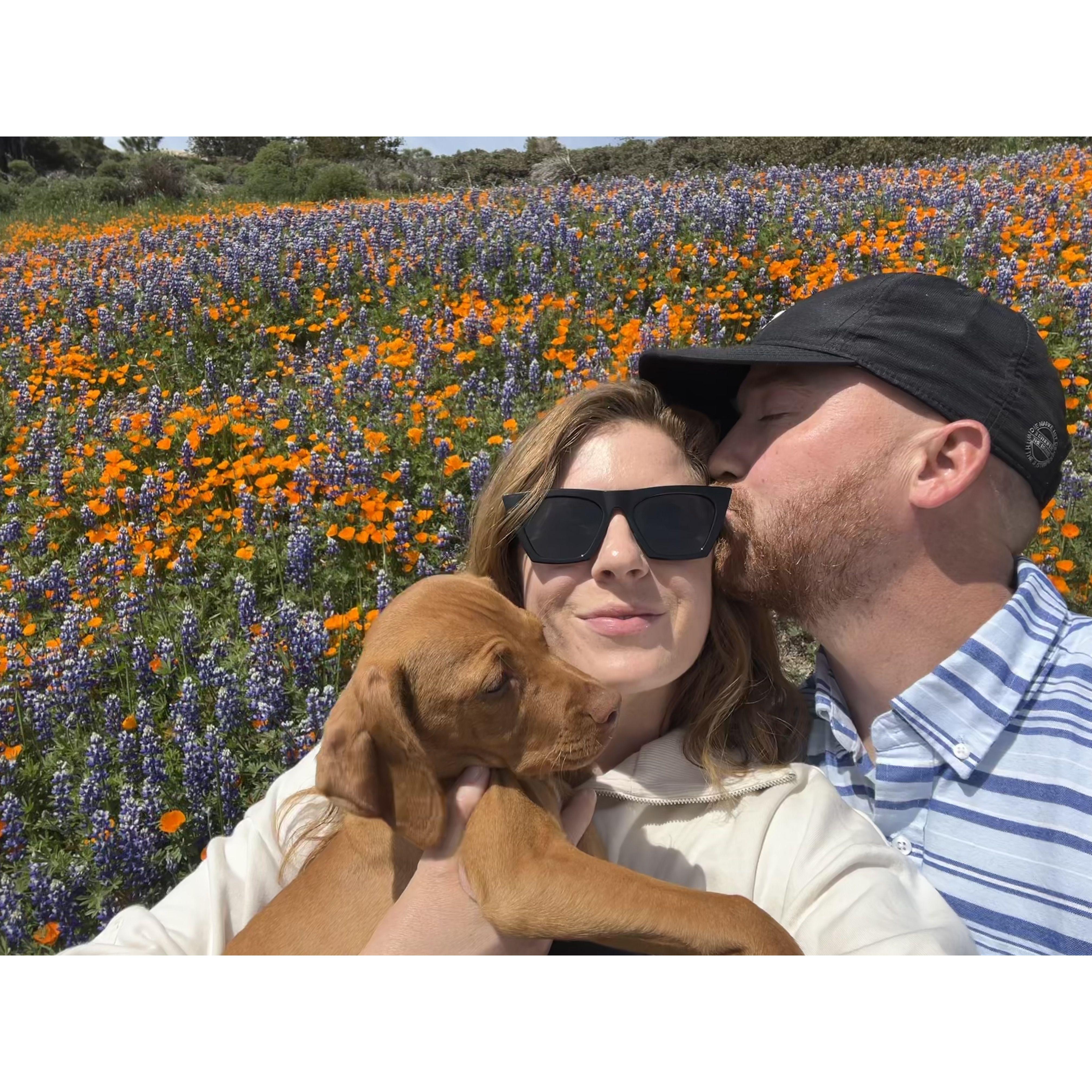 Exploring the mountains during poppy super bloom season