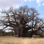 Sagole Baobab