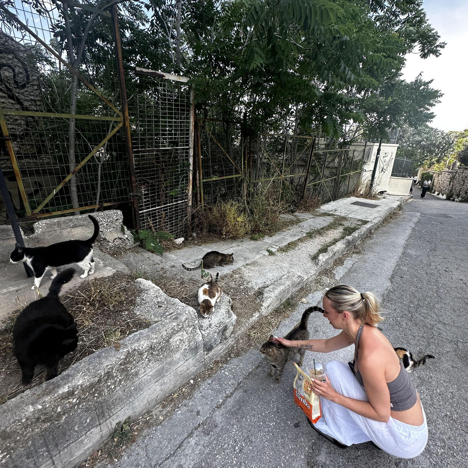 Athens is crazy, you shake a box of cat food and the cats come out of everywhere! They live in the ruins.